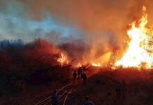 В Таласе ликвидировали лесной пожар