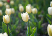 В Бишкеке с клумб срывают тюльпаны для продажи – видео