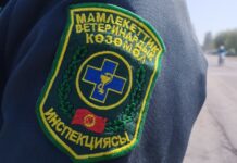 Ветеринарная служба страны опровергает информацию о случае сибирской язвы в Кемине