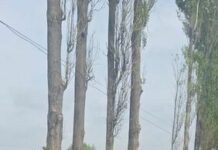 Жалал-Абадда жасалма доллар менен Өзбекстандын жараны кармалды