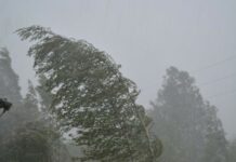 В Бишкеке и Чуйской области в ближайший час и вечером ожидается сильный ветер