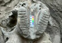 Ысык-Көлдө мамонттун сөөгү табылды