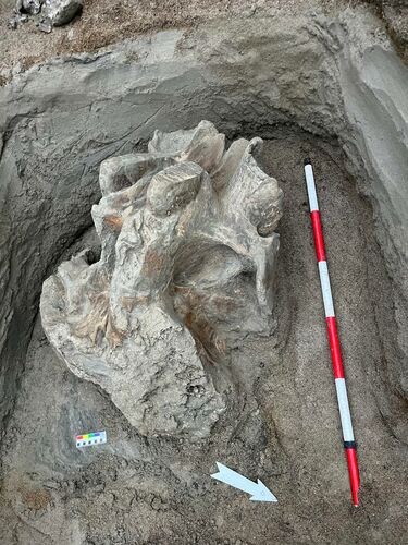 333266 w h500 1717485716 r Кости мамонта обнаружили в Иссык-Кульской области