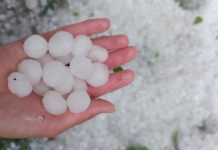 Таласта жааган мөндүр 50 га эгин талаасына зыян келтирди