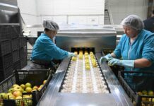 Чүй облусунда эки завод курулат