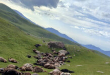 Тоңдогу жайлоодо 250 кой чагылган тийип өлдү