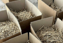 В Сокулуке незаконно заготавливали дикорастущее лекарственное растение «ясенец»