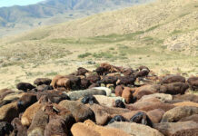 В Таласе пытались незаконно перегнать скот из Казахстана