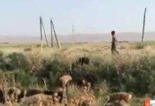 Таласта кой кайтарган баланын видеосу териштирилет