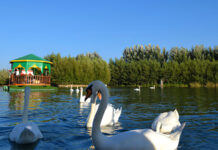 Массовая драка в ЗО «Гавайи». Озвучена причина