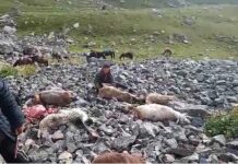 Тоңдо чагылган тийип 60 баш кой өлдү