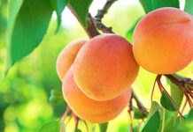 Для абрикосов из Кыргызстана на российских рынках выделены дополнительные места