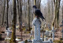 Новопавловское кладбище закрыли для захоронений – мэрия объяснила причины