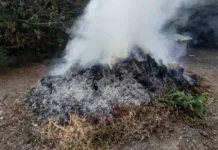 Мэрия Бишкека напоминает о штрафах за сжигание мусора и сухой листвы