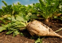 В Кыргызстане урожай сахарной свеклы в этом году достигнет рекордных показателей