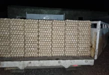 В КР пытались незаконно ввезти 40 тысяч яиц из Узбекистана