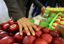 В Китай планируют экспортировать чуйские яблоки