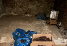 ГКНБ задержал граждан за незаконный сбор и продажу корней макротомии