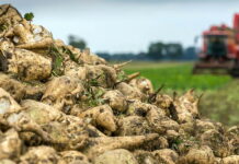 В Кыргызстане урожай сахарной свеклы достиг рекордной отметки за последние 10 лет