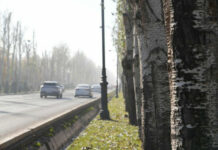 На проспекте Чингиза Айтматова в Бишкеке начали вырубать тополя