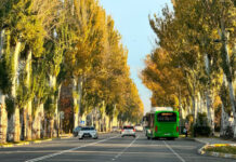 Тополя на проспекте Ч. Айтматова в Бишкеке спилят