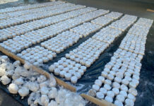 УКМК: Өзгөчө ири өлчөмдө баңгизат ташыган эл аралык баңги тобунун ишине бөгөт коюлду