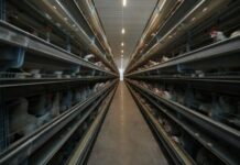 Крупнейшая птицефабрика открылась в Чуйской области