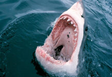 Акула атаковала туристов на пляже Египта, один человек погиб