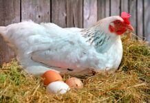 Минсельхоз рекомендует предпринимателям сосредоточиться на курином мясе, а не на яйцах