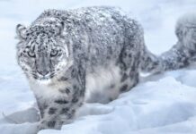 ООН объявила 23 октября Днем снежного барса по инициативе Кыргызстана