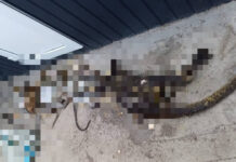 Бишкектеги зоопаркта өрт чыгып, жети жаныбар өлдү