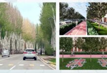 Вместо тополей на проспекте Ч.Айтматова в Бишкеке посадят клены