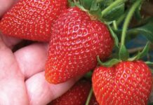 Кыргызстанский фермер стал чемпионом страны по выращиванию клубники