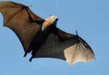 В Китае у летучих мышей нашли вирус, который заражает людей, как COVID-19