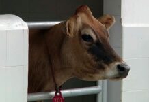 Введен временный запрет на экспорт сельхозживотных