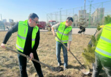 В Бишкеке по проспекту Чингиза Айтматова вместо хвойных деревьев посадят клены
