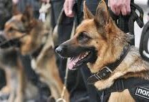 На 10 миллионов сомов Минюст купит продукты питания и корм для служебных собак