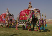 Индияда пилдердин кол салуусунан 5 адам каза болду