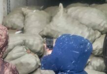 В Кыргызстан не пустили 20 тонн картофеля из Монголии