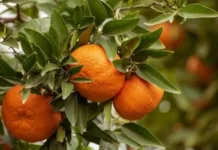 В Баткене испытают новые сорта мандаринов – саженцы завезут из Турции