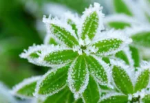 Штормовое предупреждение: в Чуйской и Таласской областях ожидаются заморозки