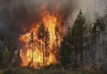 В Бакай-Атинском районе произошел лесной пожар, сгорело 6 гектаров