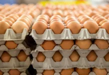 Кыргызстан может временно запретить импорт куриных яиц