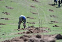 Камчыбек Ташиев призвал называть грецкий орех кыргызским