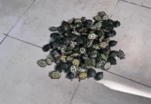 100 аквариум таш бакасын мыйзамсыз алып өтүү аракети токтотулду