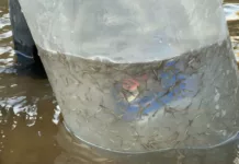 20 тысяч мальков севанской форели выпущены в реки Таласской области