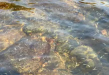 Талас облусунун дарыяларына дагы 20 000 севан форелинин чабактары коё берилди