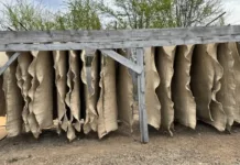 В Таласской области открыли новый цех по переработке шерсти