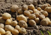 Повышения цен на картофель не ожидается — фермеров призывают продавать запасы