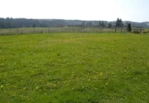 Ош облусунда 12 гектар жер тилкеси мамлекетке кайтарылды